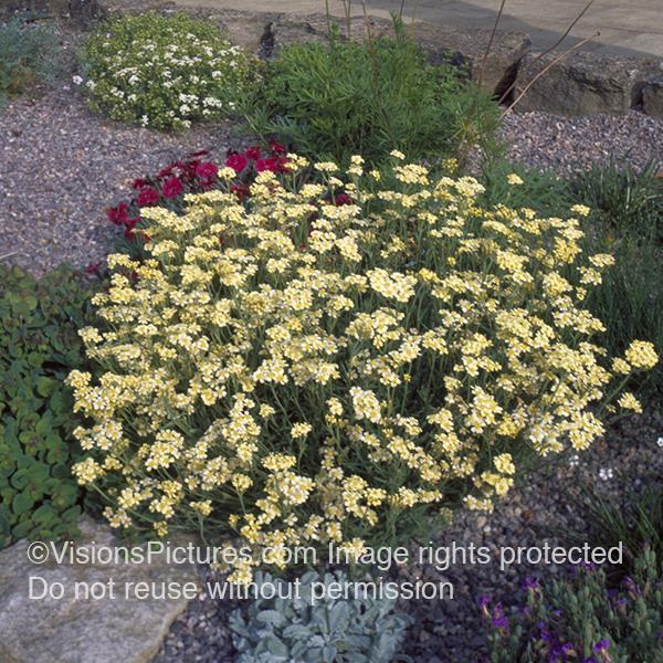 Achillea x lewisii King Edward Bloom