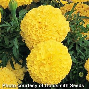Inca I I Yellow Bloom