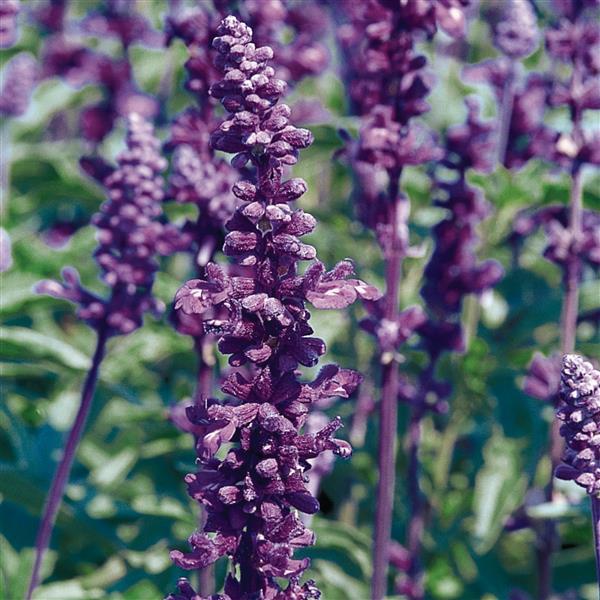 Evolution Violet Bloom