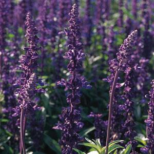 Evolution Violet Blue Bloom
