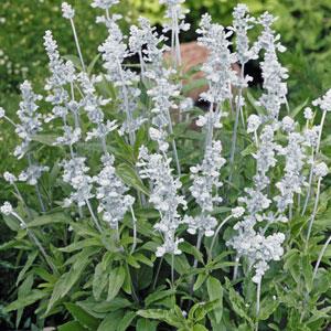 Evolution White Bloom