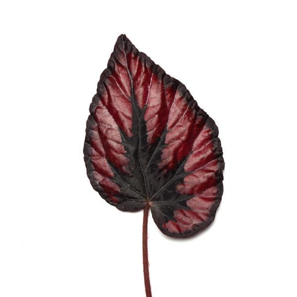 Jurassic Dino™ Black Tie Bloom