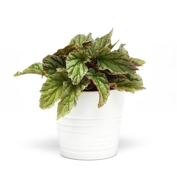 Jurassic Dino™ Greenie Container