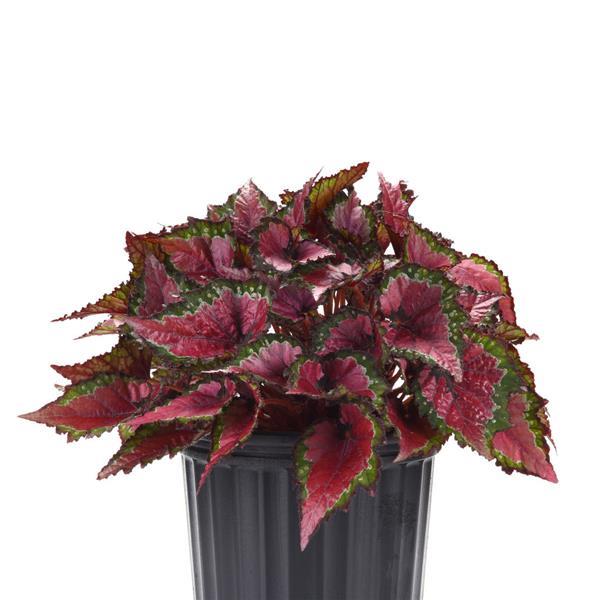Jurassic Dino™ Cherry Fields Container