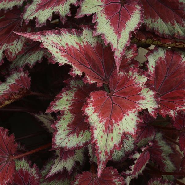 Jurassic Jr.™ Red Splash Bloom