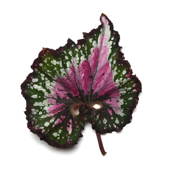 Jurassic Jr.™ Berry Swirl Bloom