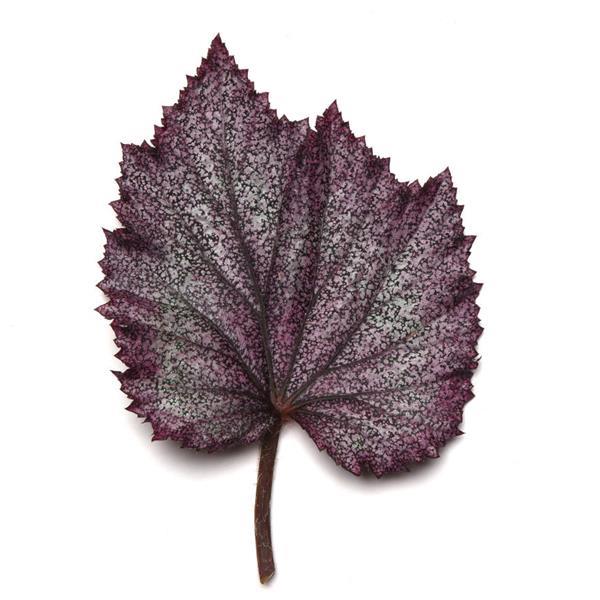 Jurassic Jr.™ Purple Spec Bloom