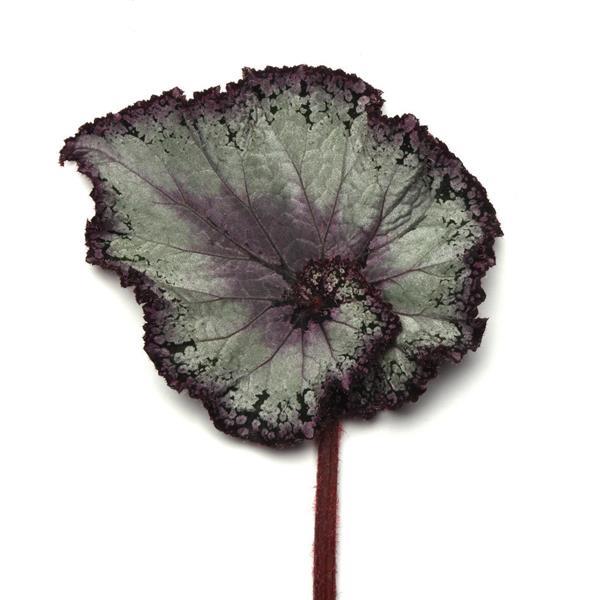 Jurassic Jr.™ Arctic Twist Bloom