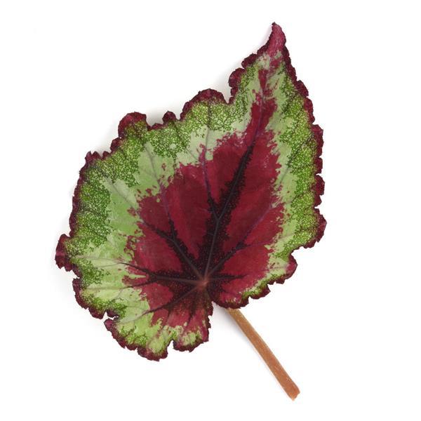 Jurassic Jr.™ Strawberry Heart Bloom