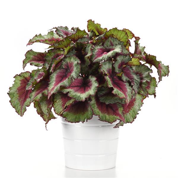 Jurassic Jr.™ Strawberry Heart Container