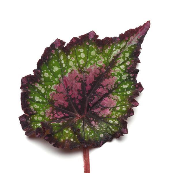Jurassic™ Watermelon Bloom