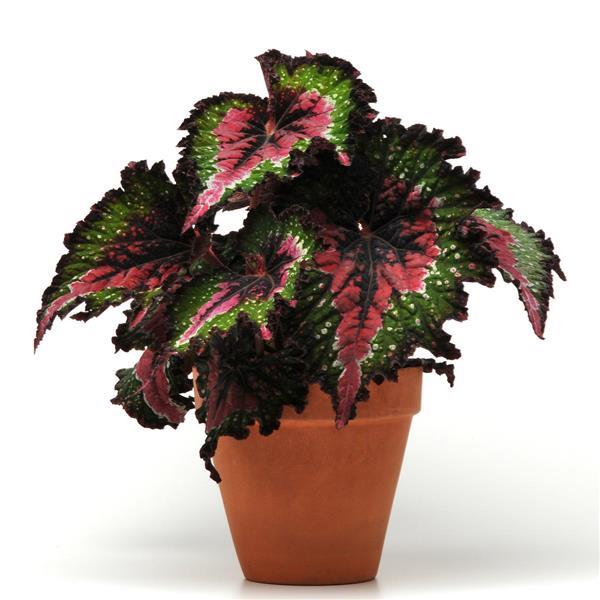 Jurassic™ Watermelon Container