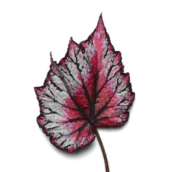 Jurassic™ Pink Splash Bloom