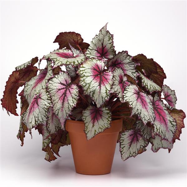 Jurassic™ Pink Splash Container