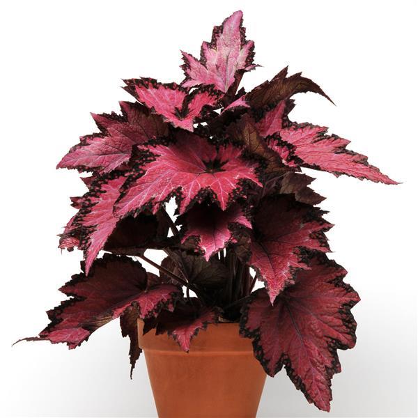 Jurassic™ Pink Shades Container