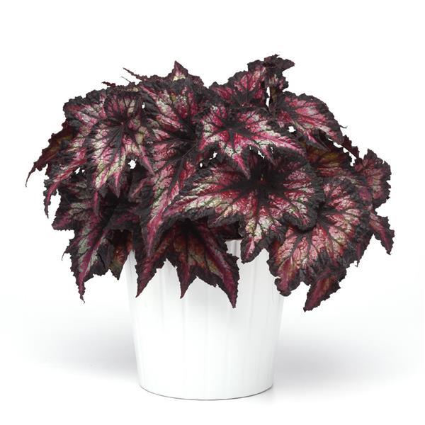 Jurassic™ Cherry Spike Container