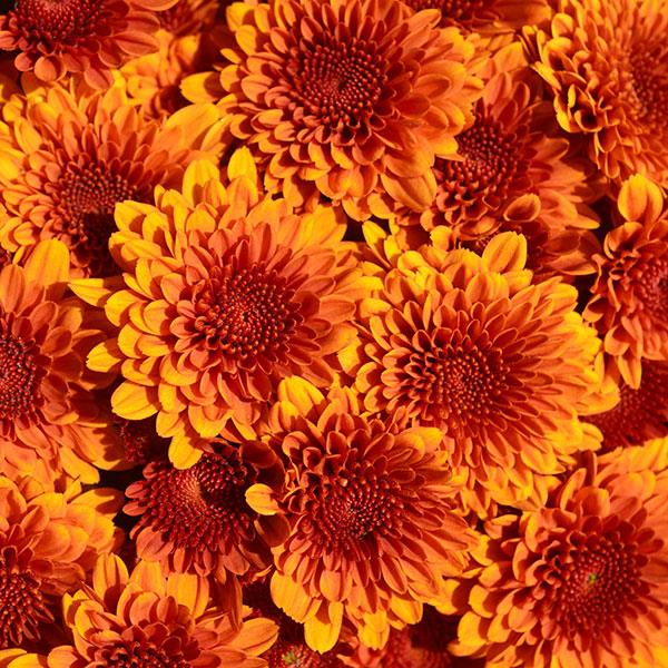 Garden Mum Copper Coin Bronze Bloom