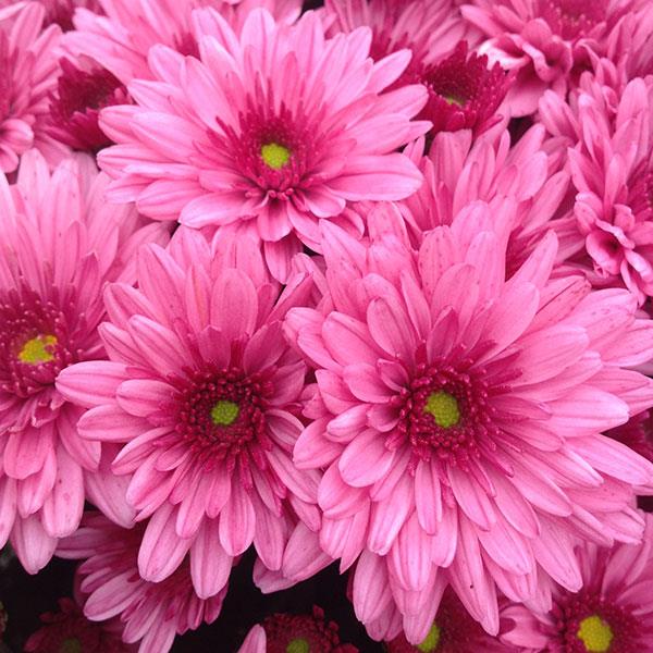 Garden Mum Pop Eye Pink Bloom