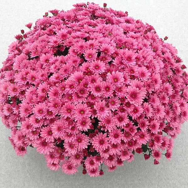 Garden Mum Pop Eye Pink Container