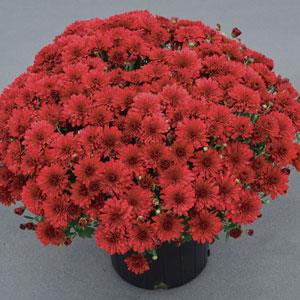 Garden Mum Red Hots Container