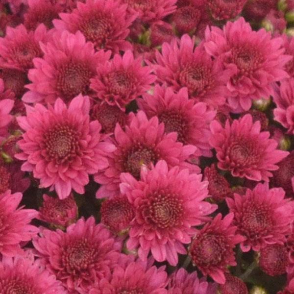 Garden Mum Wicked Purple Bloom