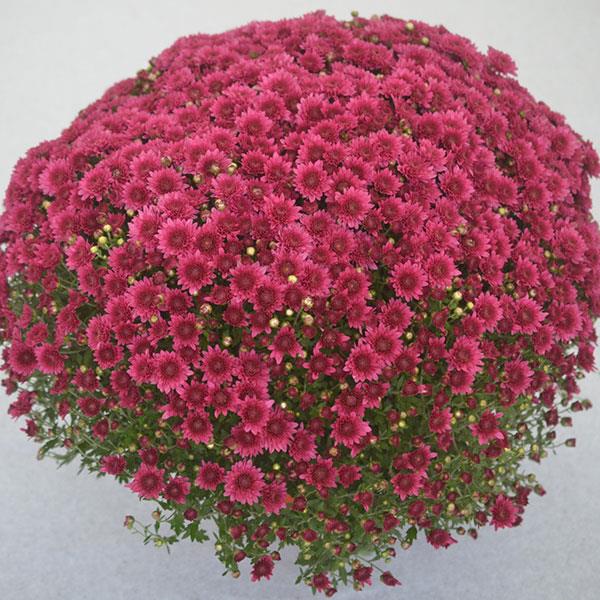 Garden Mum Wicked Purple Container