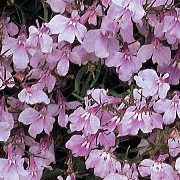 Regatta Lilac Bloom