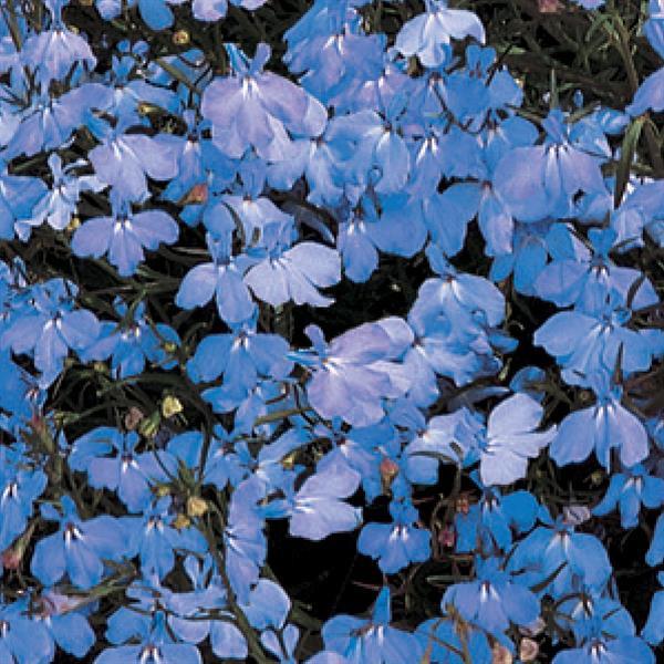 Regatta Sky Blue Bloom
