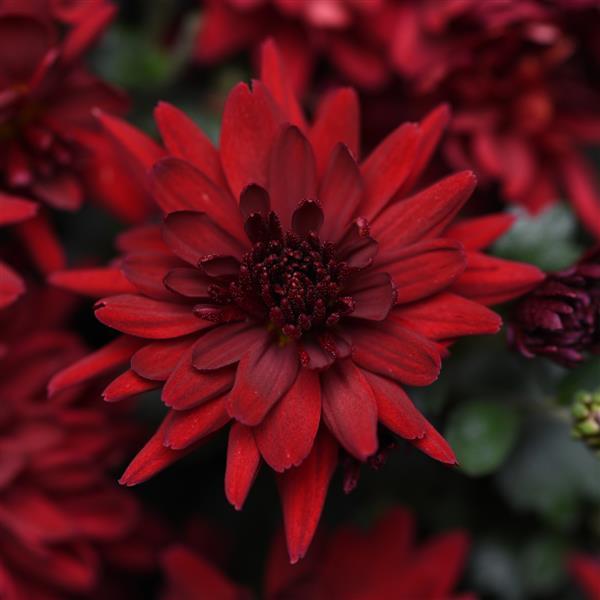 Garden Mum Mumma Mia Red Bloom