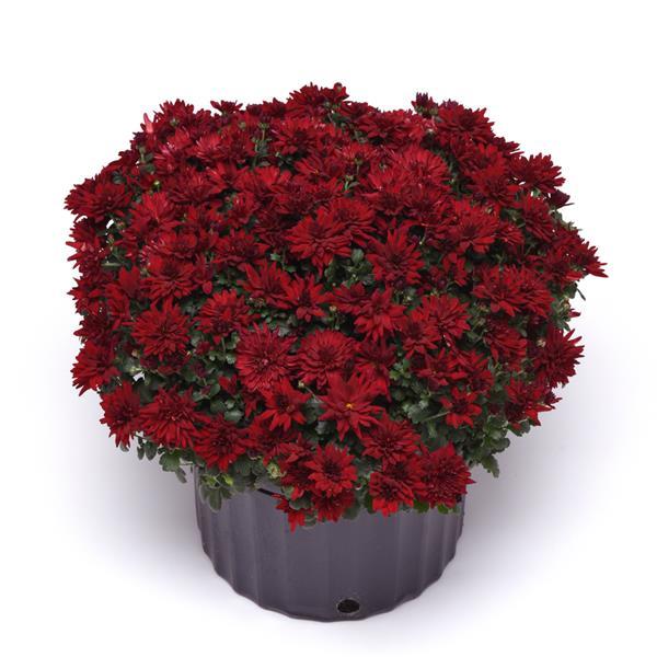 Garden Mum Mumma Mia Red Container