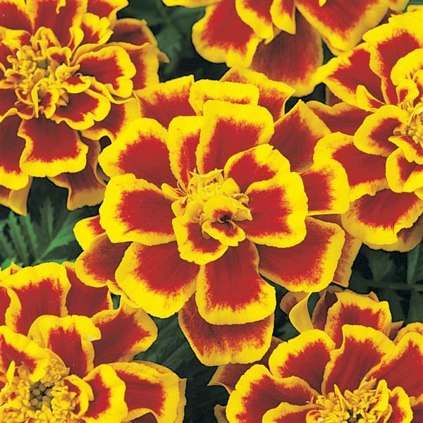 Durango<sup>®</sup> Bee Bloom