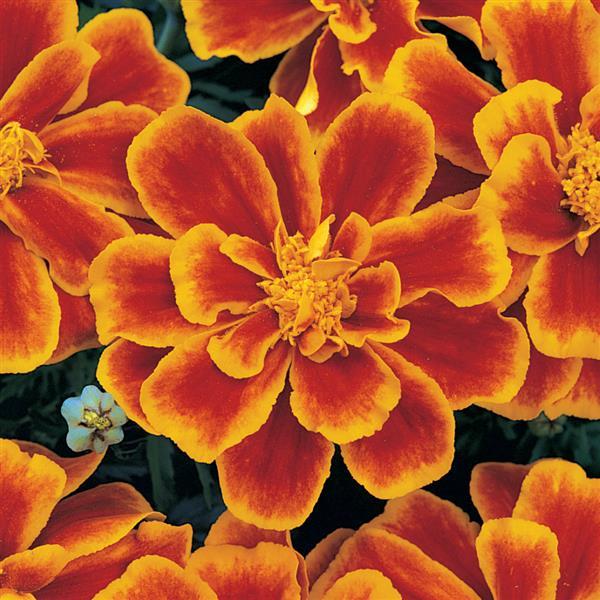 Durango<sup>®</sup> Flame Bloom