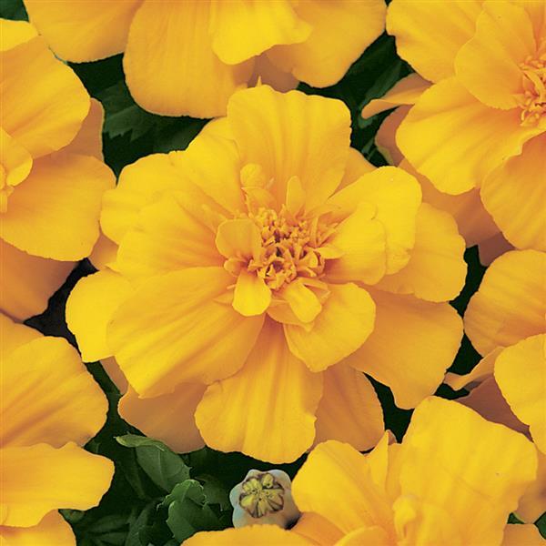 Durango<sup>®</sup> Gold Bloom