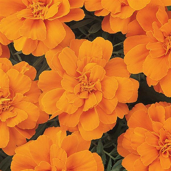 Durango<sup>®</sup> Tangerine Bloom