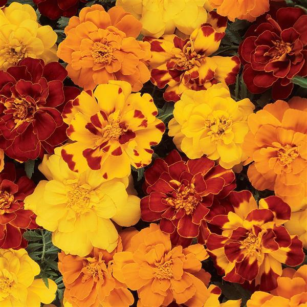 Durango<sup>®</sup> Outback Mixture Bloom