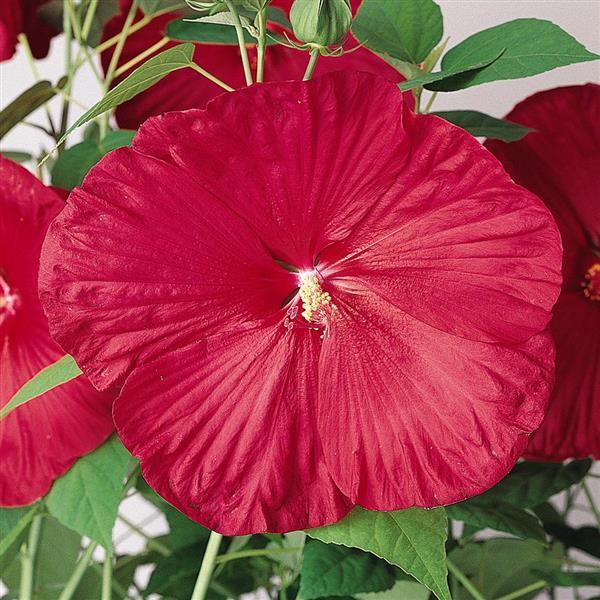 Luna™ Red Bloom