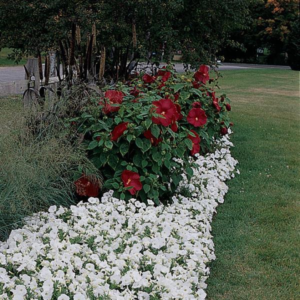 Luna™ Red Commercial Landscape 1