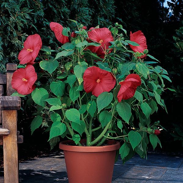 Luna™ Red Container