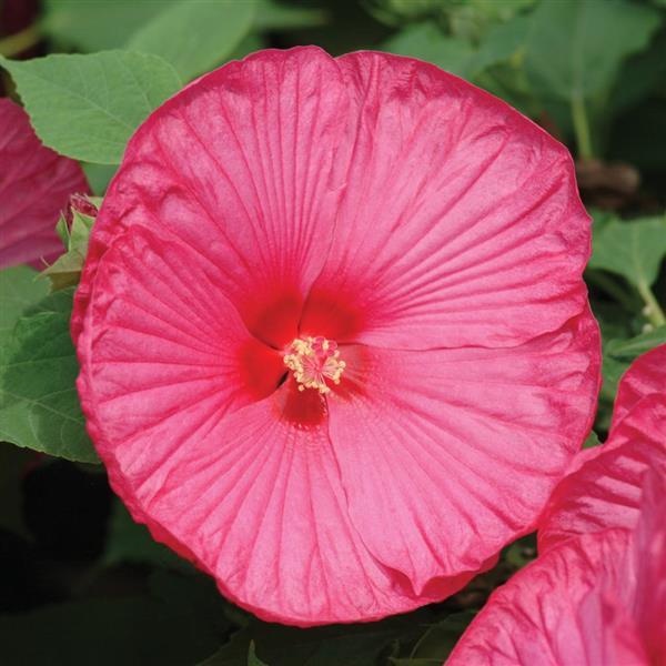 Luna™ Rose Bloom