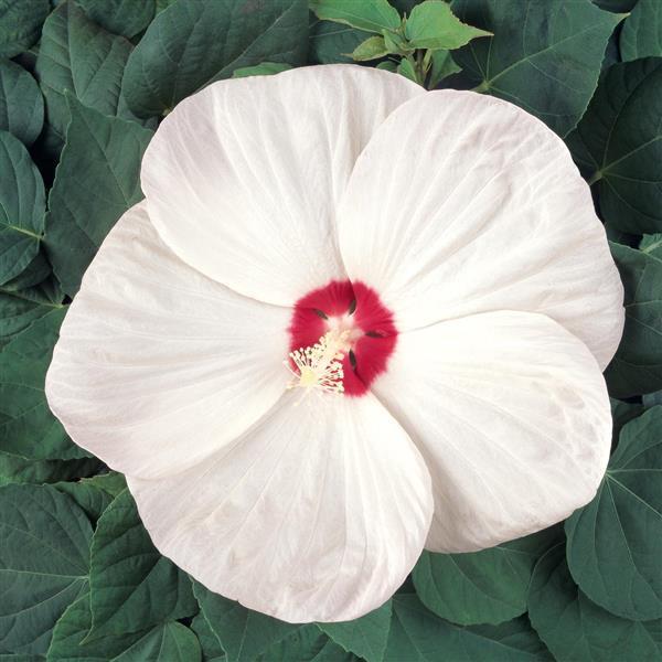 Luna™ White Bloom