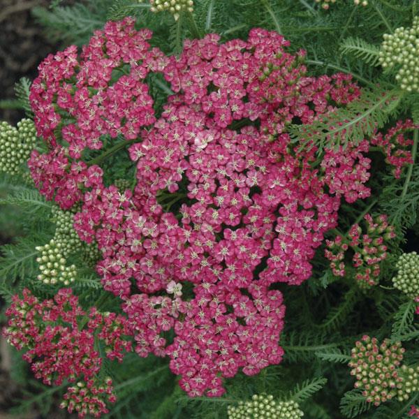 Seduction Saucy Bloom
