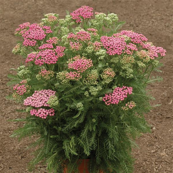 Tutti Frutti Pink Grapefruit Container