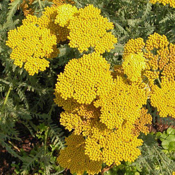 Achillea Coronation Gold Bloom