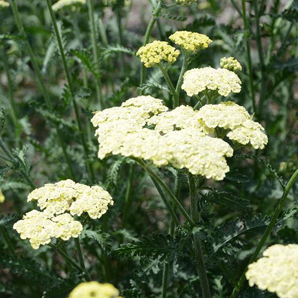 Achillea Moon Dust Bloom