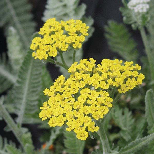 Achillea Moonshine Bloom