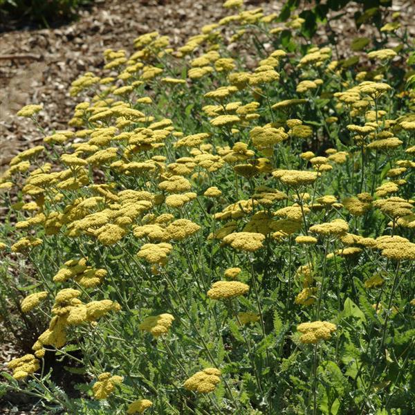 Achillea Moonshine Landscape