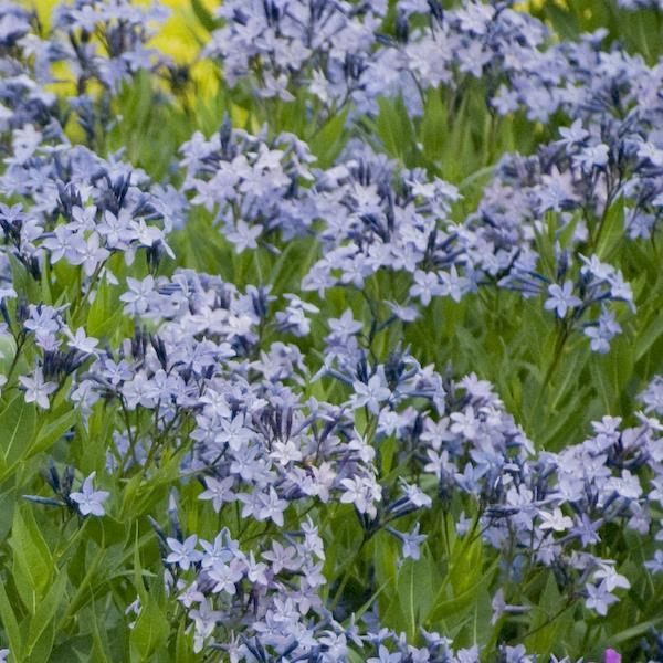 Amsonia Blue Ice Bloom