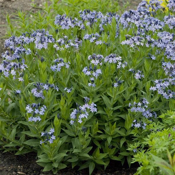 Amsonia Blue Ice Landscape