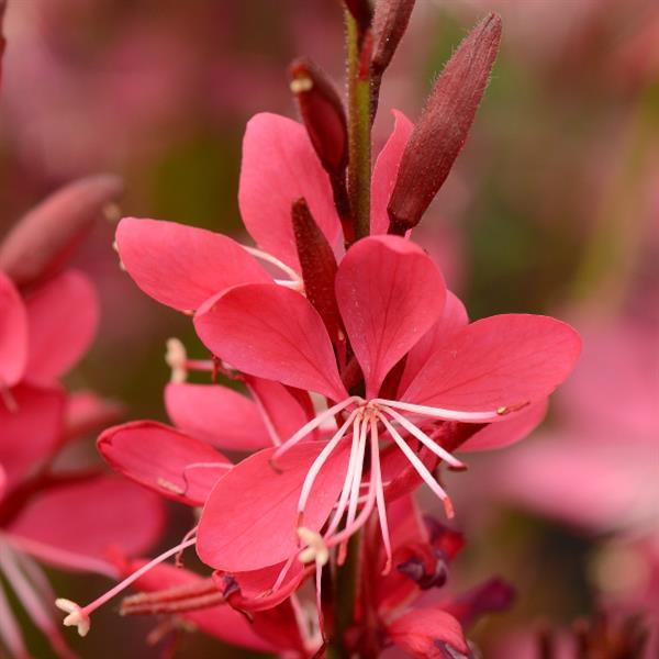 Gaura lindheimeri Whiskers Deep Rose Bloom