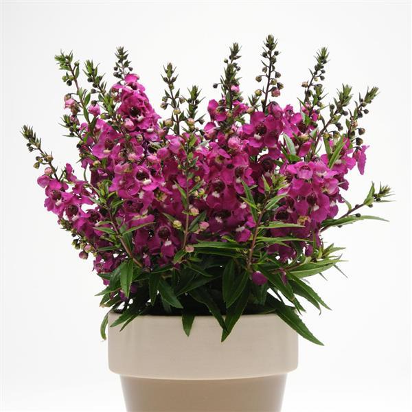 Serenita<sup>®</sup> Raspberry Container